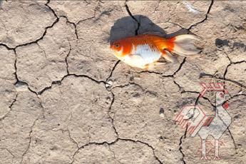 هنر ایران در جهان